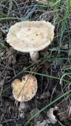 Russula foetens