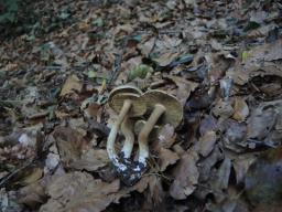 Inocybe fraudans