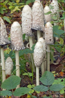 Coprinus comatus