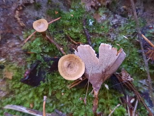 Coltricia perennis