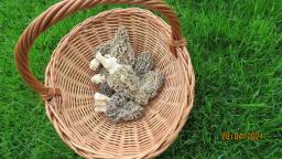 Morchella vulgaris