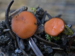 Scutellinia vitreola