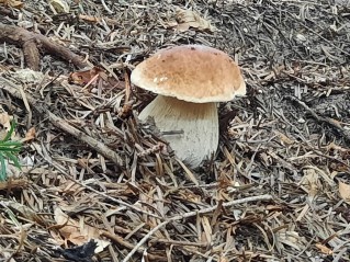 Boletus edulis