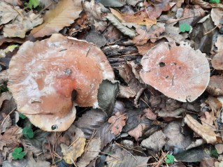 Cortinarius praestans
