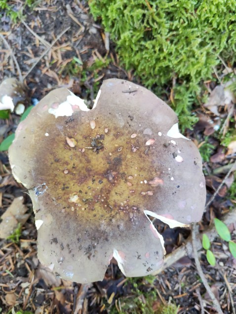 Russula olivacea