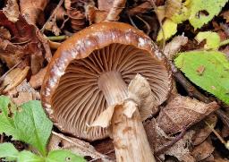 Cyclocybe erebia