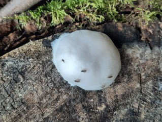 Reticularia lycoperdon