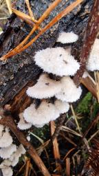 Schizophyllum commune