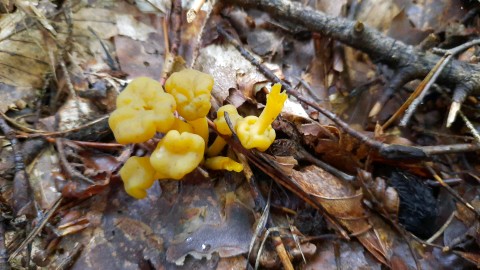 Leotia lubrica