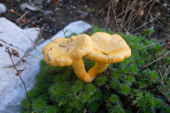 Cantharellus cibarius