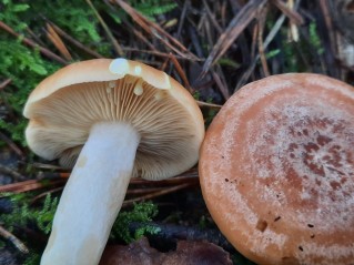 Lactarius chrysorrheus