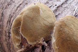 Phellinus pomaceus