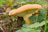 Lactifluus volemus