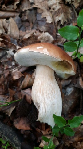 Boletus edulis