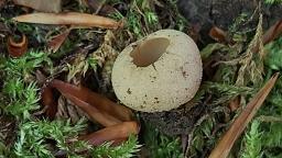 Tarzetta catinus