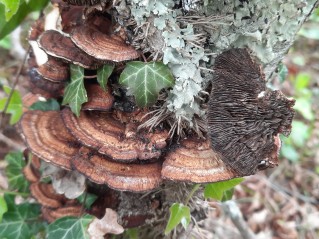 Daedaleopsis tricolor