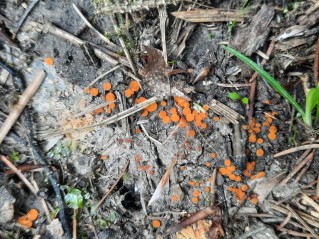 Scutellinia crucipila