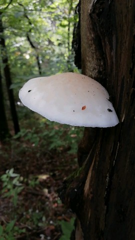 Pleurotus dryinus