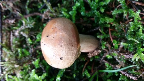 Paxillus involutus