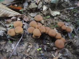 Psathyrella piluliformis