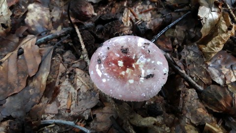 Russula fragilis