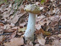 Amanita franchetii