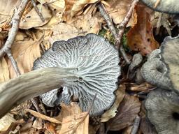 Cantharellus cinereus