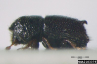 Pityogenes bidentatus