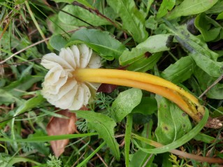 Hygrocybe citrinovirens