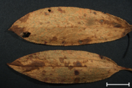 Puccinia bistortae