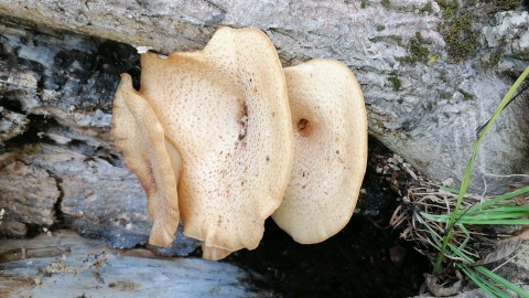 Pholiota squarrosa