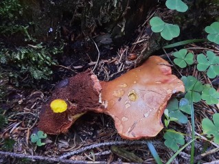 Chalciporus piperatus