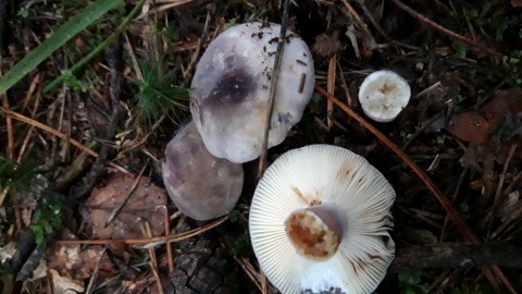 Russula amoenicolor