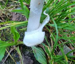 Amanita huijsmanii