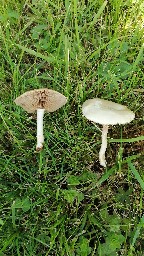 Agrocybe dura