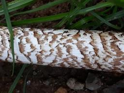 Amanita spadicea