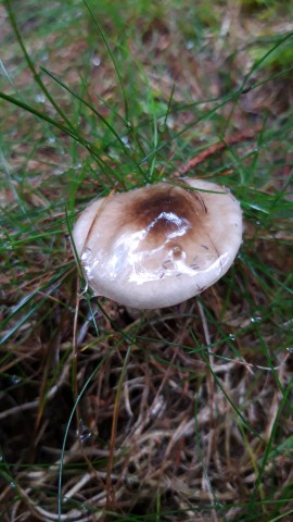 Hygrophorus olivaceoalbus