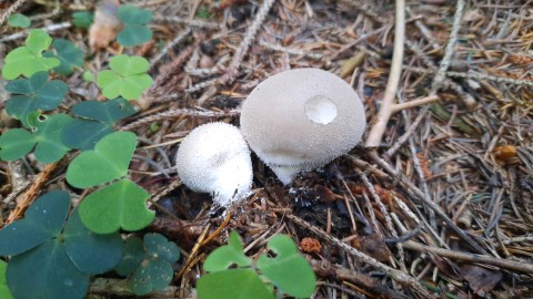 Lycoperdon molle