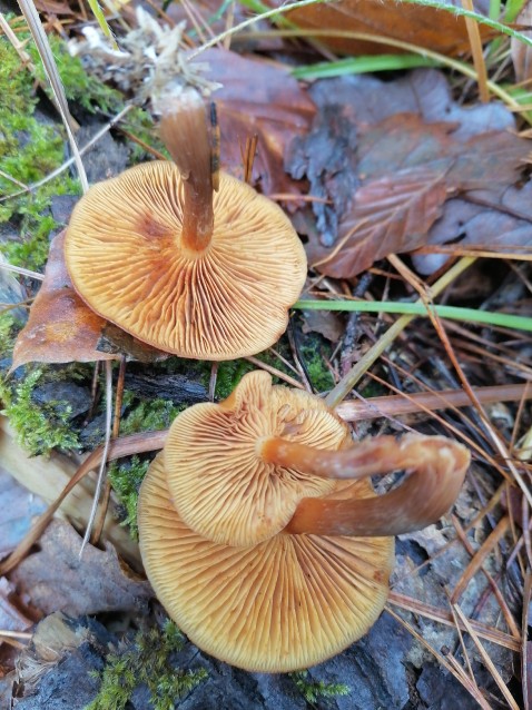 Pholiota spumosa