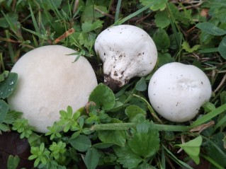 Bovista aestivalis