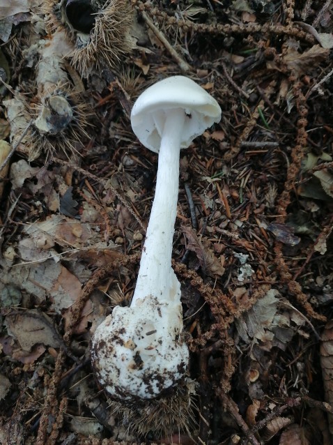 Amanita virosa