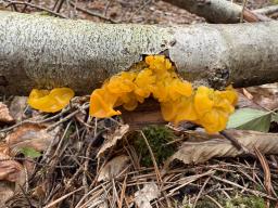 Tremella mesenterica