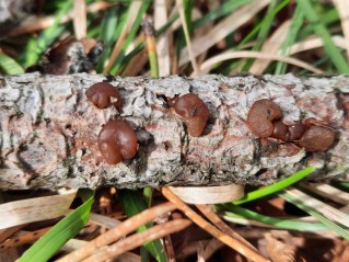 Exidia saccharina