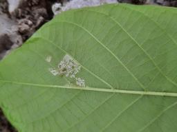 Pseudomicrostroma juglandis