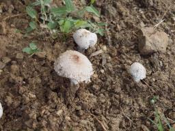 Leucoagaricus barssii