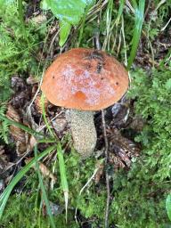 Leccinum aurantiacum
