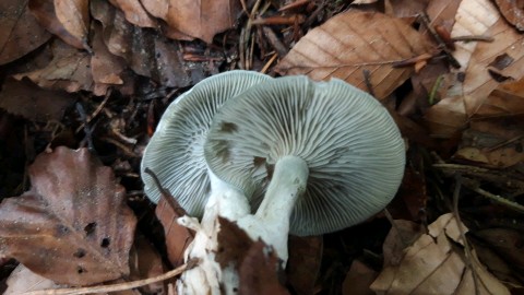 Clitocybe odora