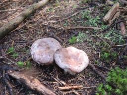 Lactarius trivialis