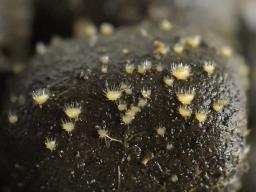 Lasiobolus macrotrichus