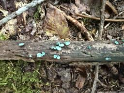 Chlorociboria aeruginascens